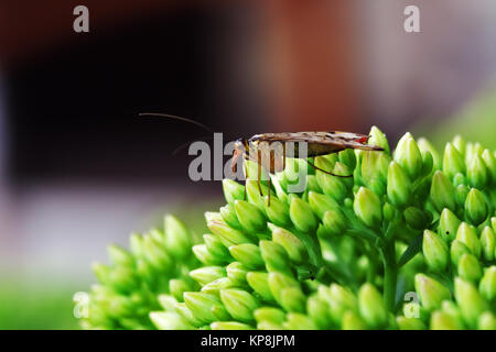 Gemeine Skorpionsfliege Stock Photo