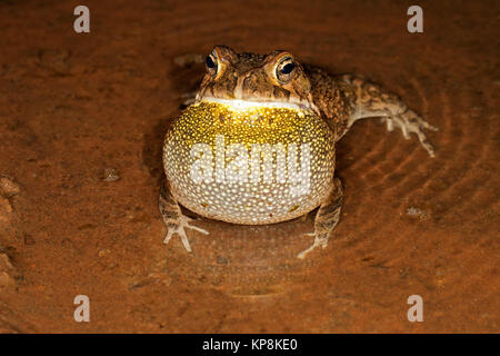 Guttural toad calling Stock Photo