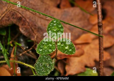 Clover with dew drops in autumn Stock Photo