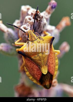 northern fruit bug carpocoris fuscispinus Stock Photo