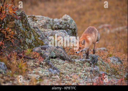 Red fox in taiga Stock Photo