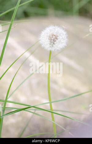 single dandelion in front of a wooden pier Stock Photo