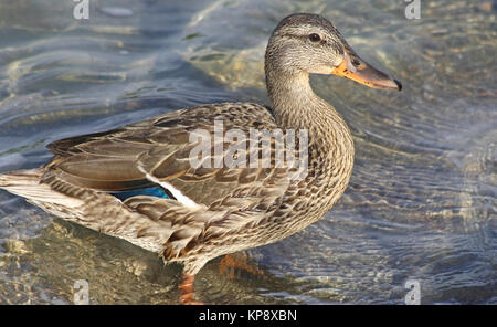 Mallard duck female standing in shallow waters Stock Photo