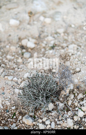 Plant growing in arid conditions - dry soil and stones Stock Photo