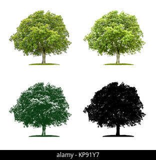tree in four different illustration techniques - walnut tree Stock Photo