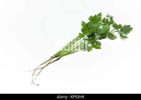 Green leaves of parsley with roots isolated on white background Stock Photo