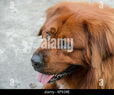 Leonberger brown dog Stock Photo