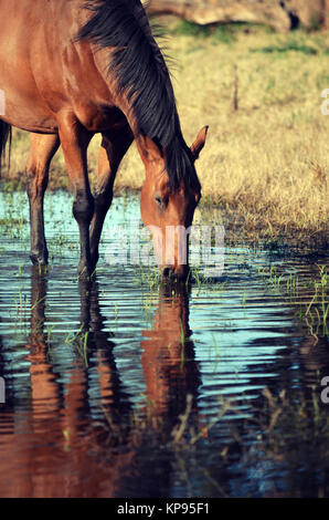 Bay coloured horse drinking from and reflected in a watering hole in country NSW, near Gooloogong, Australia Stock Photo