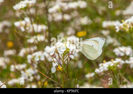 white wallrocket (Diplotaxis erucoides) with a cabbage butterfly (Pieris brassicae) on top Stock Photo