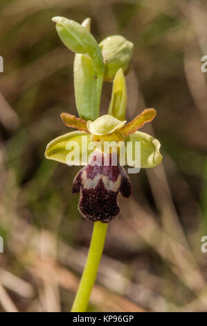 close-up view of dark bee-orchid, Ophrys fusca, Santpedor, Catalonia, Spain Stock Photo