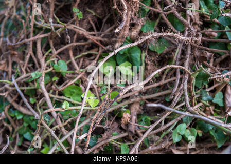 Texture of autumn dry maple and ivy leaves on moody ground Stock Photo