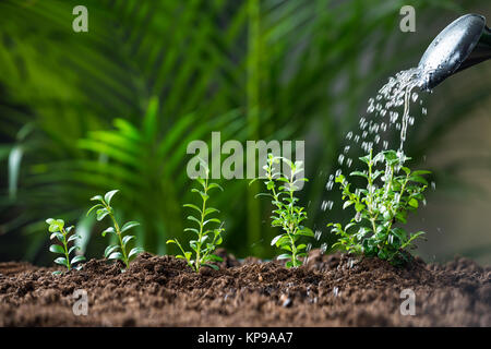 Water Being Poured On Plants From Watering Can Stock Photo