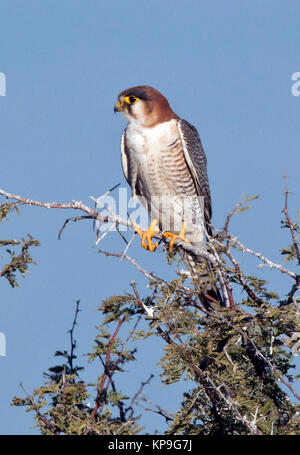 A young African Goshawk (Accipiter tachiro) in the Chobe River region of Botswana. Stock Photo