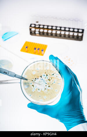 Neurone in a petri dish illustrating research into Alzheimer's and other brain disorders. Stock Photo