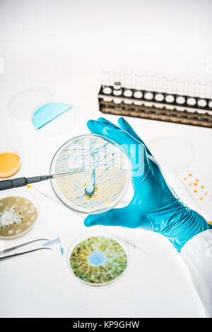 Neurone in a petri dish illustrating research into Alzheimer's and other brain disorders. Stock Photo