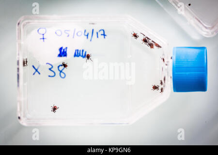 Study and analysis of ticks ( amblyomma variegatum ) by the animal health laboratory of Anses (National Agency of National Sanitary Food Security) of  Stock Photo