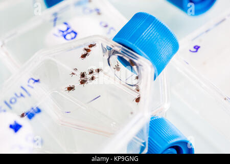 Study and analysis of ticks ( amblyomma variegatum ) by the animal health laboratory of Anses (National Agency of National Sanitary Food Security) of  Stock Photo