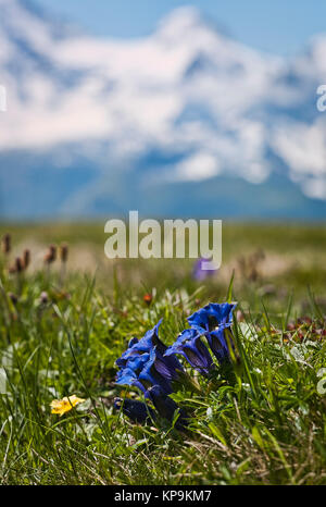 Flowering deep blue wild gentians on an alpine plateau near Maannlichen in the Bernese Oberland in Switzerland Europe with snowcapped mountains in the Stock Photo