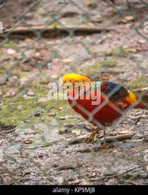 High Angle View Of Golden Pheasant In Cage at zoo. Stock Photo