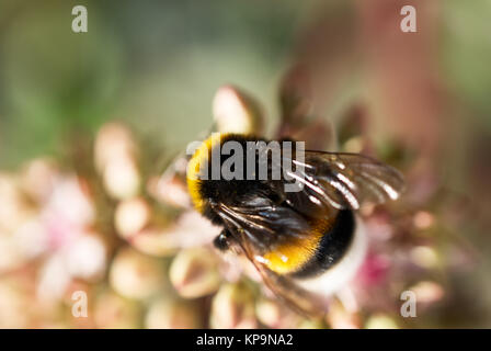 bee on flower close up Stock Photo
