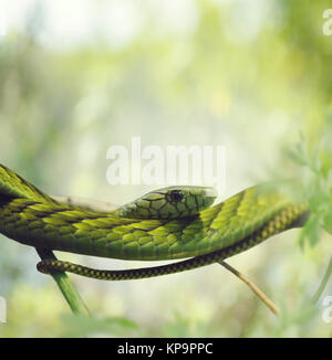 Green Mamba on the Branches Stock Photo