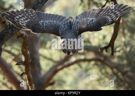 Great Grey Owl / Bartkauz ( Strix nebulosa ) in flight through a pine forest, takes off for hunting, frontal shot, open wings, Europe. Stock Photo