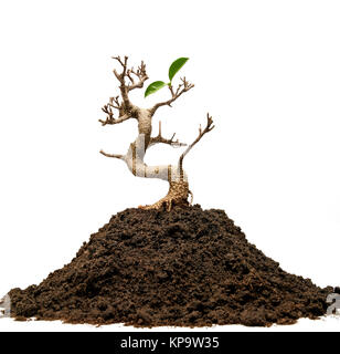 Survivor tree with two leaves alive on white background Stock Photo