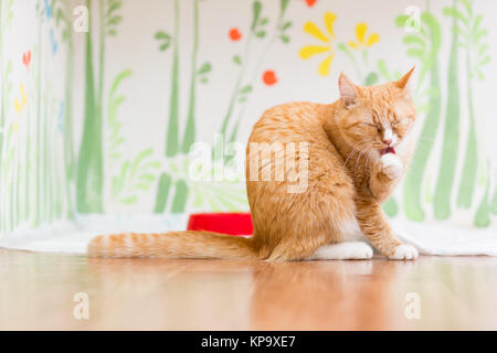 Red small kitten sitting on the floor and washing his tongue Stock Photo