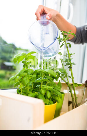 Watering the kitchen herbs - Young woman pouring fresh water into pots with fresh herbs on her appartment's kitchen window Stock Photo