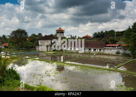 Rice fields,  Ubud  Bali  Indonesia Stock Photo