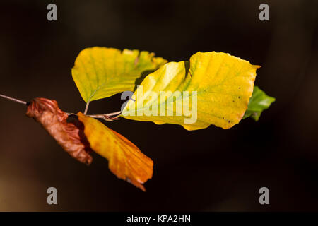 autumn colors butes foliage of beech Stock Photo