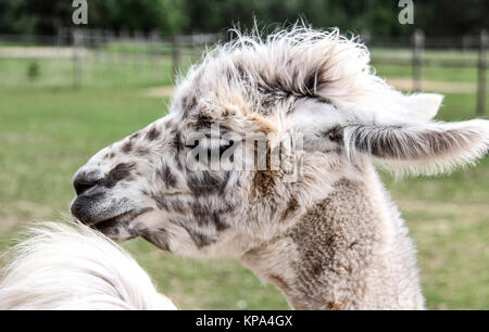 alpaca llama with funny hairstyle zoo Latvia Stock Photo