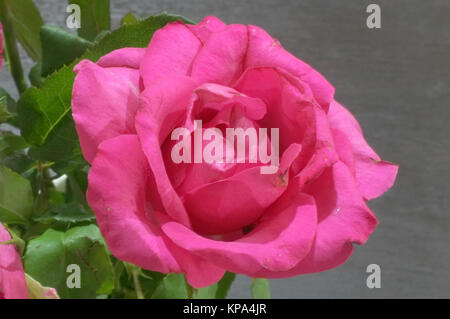 Natural red and pink rose Stock Photo