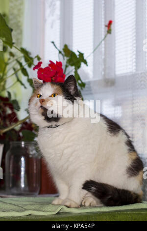 Beautiful calico cat sits near pot of red geraniums in window Stock Photo