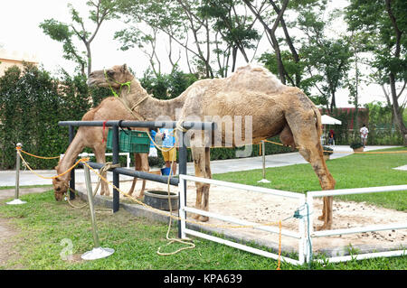 Camel in farm for tourist recreation Stock Photo