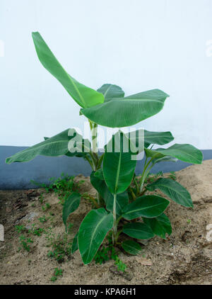 banana plant beside the white wall Stock Photo