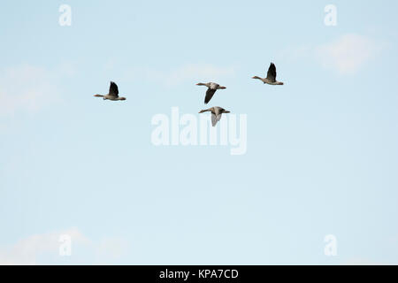 Greylag Goose flying above Rietzer See (Lake Rietz), a nature reserve near the town of Brandenburg in Northeastern Germany Stock Photo