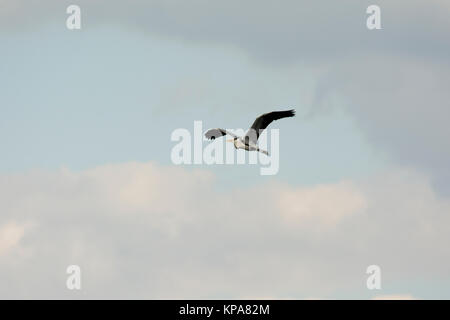 Grey Heron flying over Rietzer See (Lake Rietz), a nature reserve near the town of Brandenburg in Northeastern Germany Stock Photo