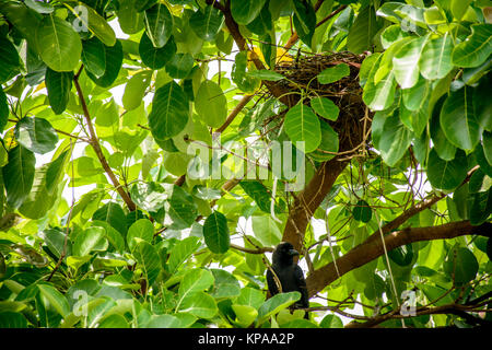 closeup photo of crow and net on the tree Stock Photo
