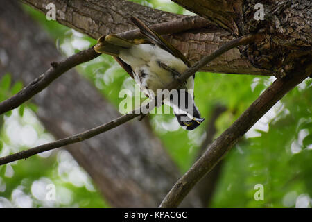 An immature Blue-Faced Honeyeater perched upside down in a tree in Queensland, Australia. Stock Photo