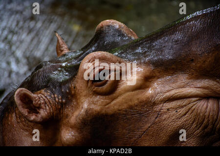 closeup photo of face of hippopotamus Stock Photo