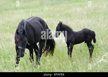 Black Mare With Black Colt Stock Photo