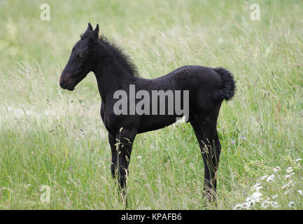 Black Little Colt On The Meadow Stock Photo