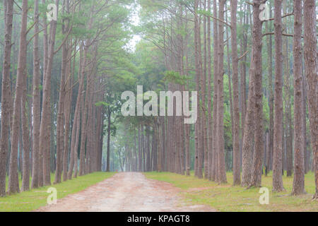 Garden of pine trees at Suan Son Bo Kaew, Chiangmai with foggy environment in the morning Stock Photo