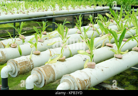 In the commercial greenhouse soilless cultivation of vegetables
