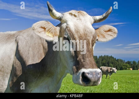 Kuehe auf der Alm - cows on alp Stock Photo