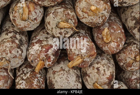 Stacked Salami displayed on a weekly market in France Stock Photo
