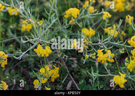 Spring wildflowers growing in field closeup Stock Photo