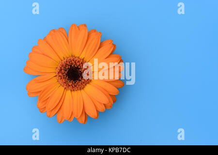 Orange Gerbera flower isolated on blue background. Top view of fresh flower with copy space. Stock Photo