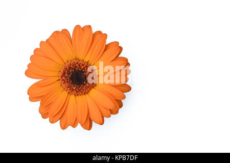 Orange gerbera daisy Stock Photo